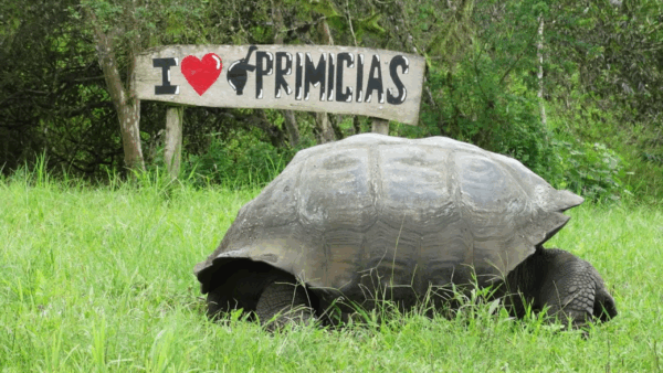 Tortuga gigante de isla galapagos escondida en su caparazon en el pasto delante de un letrero que dice yo amo primicias