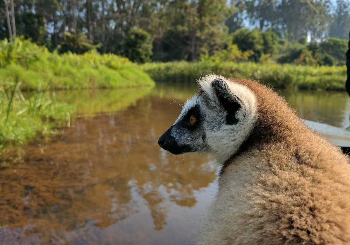 Lemur en un río mirando hacia el horizonte