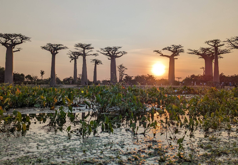 Atardecer en un paiosaje de arboles baobabs en una zona pantanosa