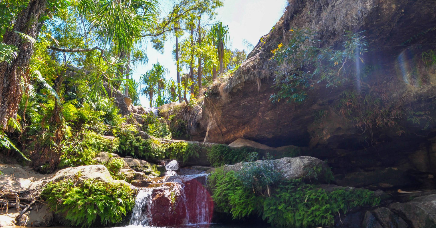 Manantial en medio de la jungla rodeado de arboles y una cascada