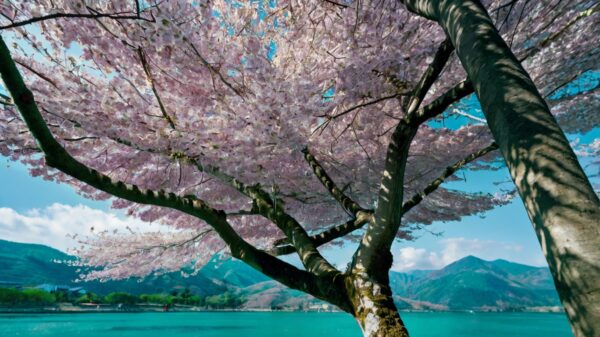 hojas rosadasdel arbol sakura en un lago azul de fondo